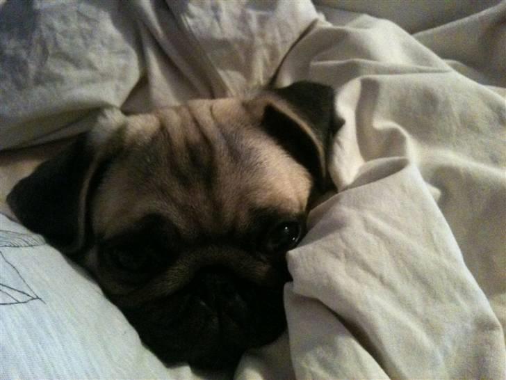 Mops Hugo billede 9