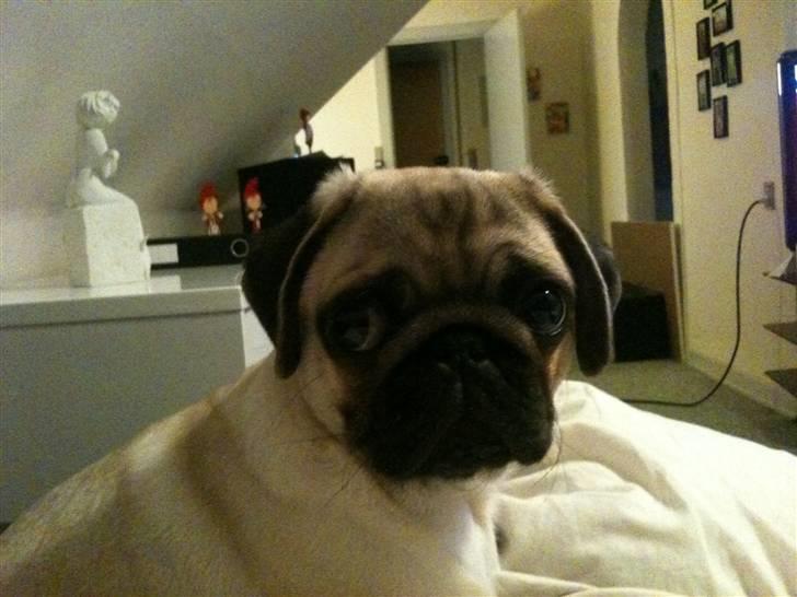 Mops Hugo billede 10