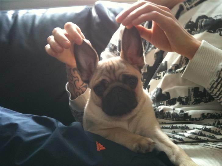 Mops Hugo - Haha :) billede 11
