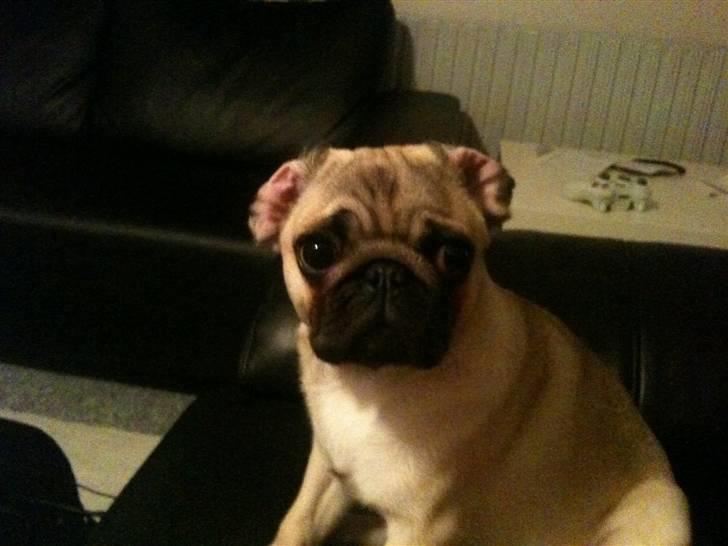 Mops Hugo - Hvorfor kigger i sådan ?;) billede 12