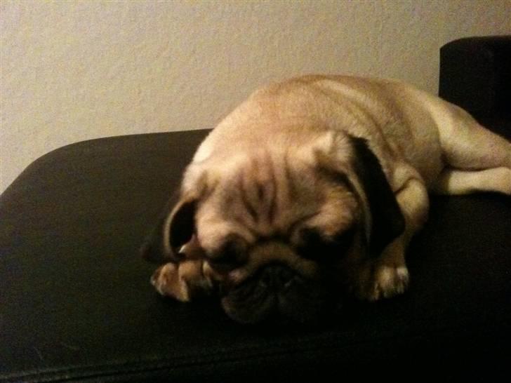 Mops Hugo billede 14