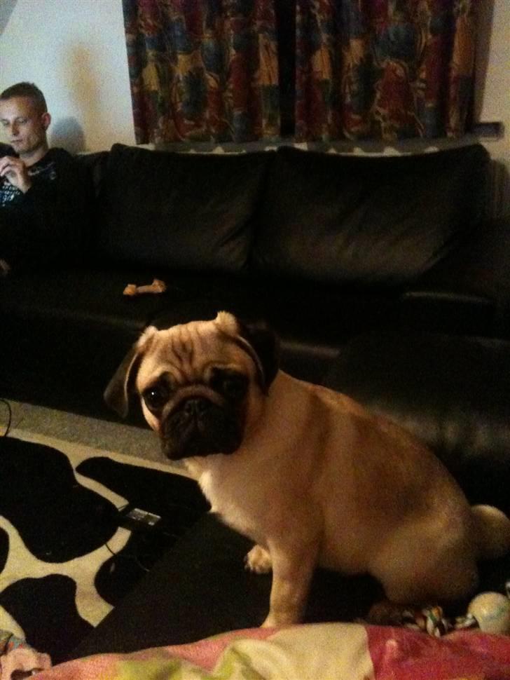 Mops Hugo billede 16