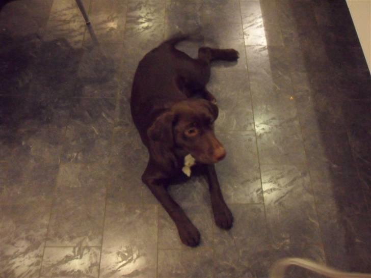 Labrador retriever Thor billede 12