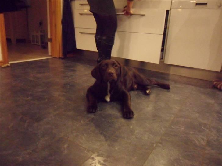 Labrador retriever Thor billede 14