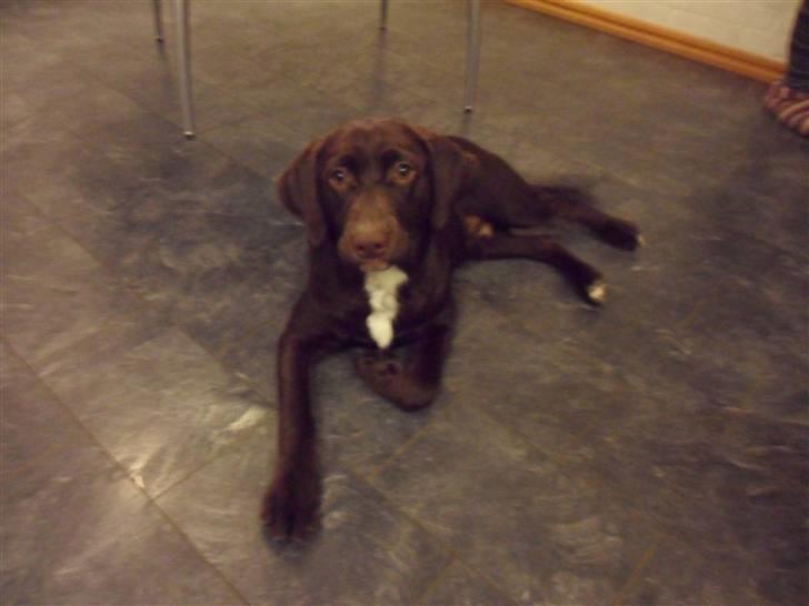 Labrador retriever Thor billede 15