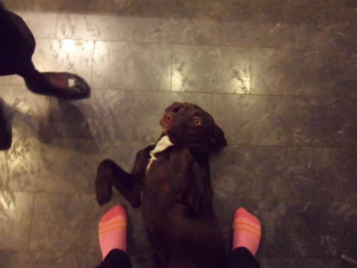 Labrador retriever Thor - er jeg ikke bare dejlig billede 16