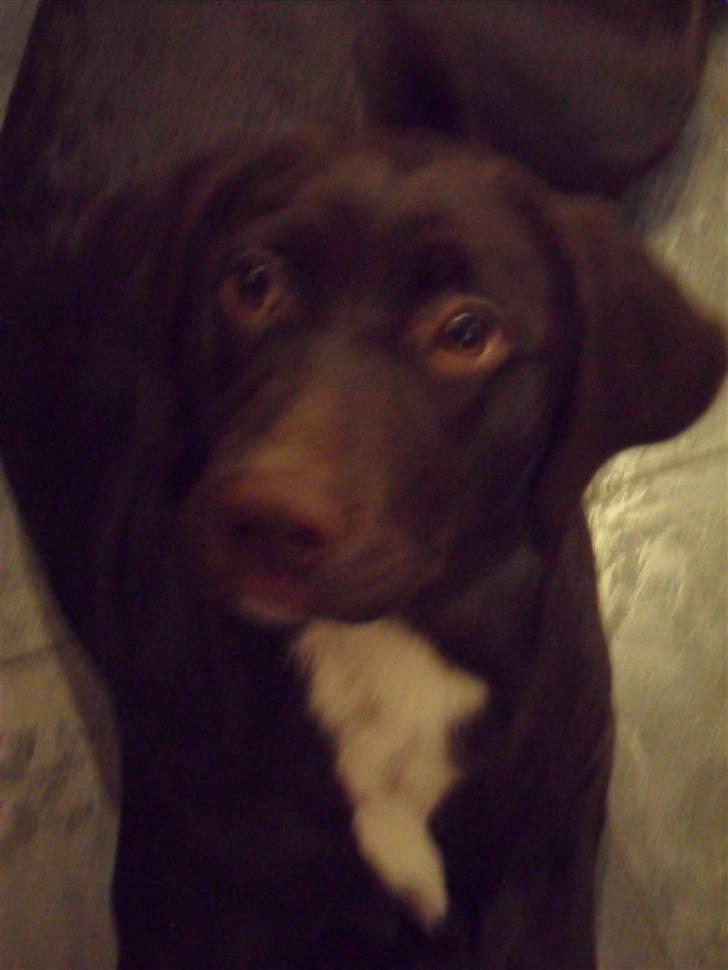 Labrador retriever Thor - tak for i så med:D billede 17