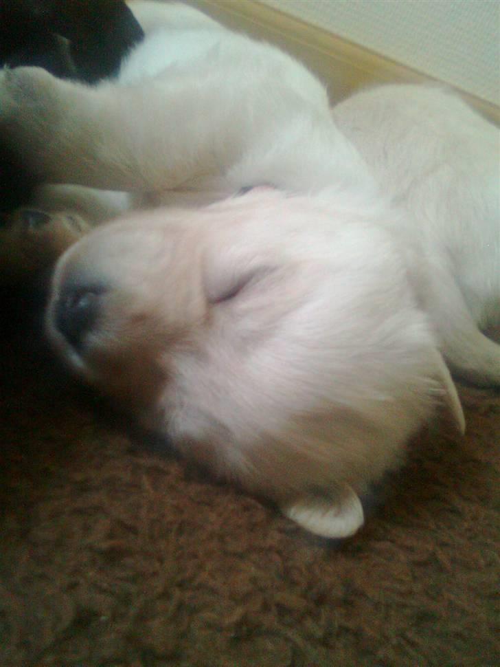 Blanding af racer †Puk† - <3 billede 13