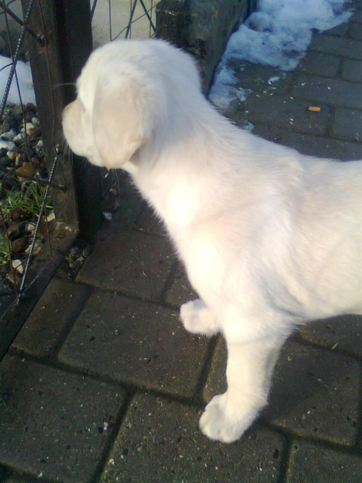 Blanding af racer †Puk† - Står og kigger ud på vejen :) billede 18