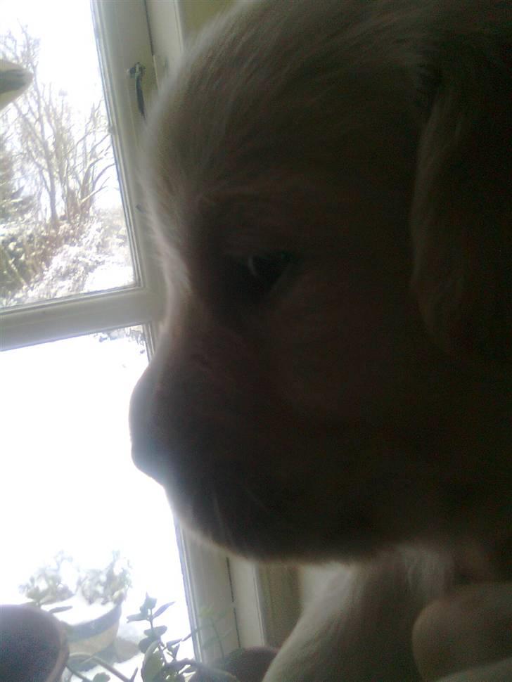 Blanding af racer †Puk† - kun et par uger gammel<3 billede 25