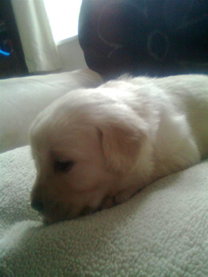 Blanding af racer †Puk† - <3 billede 6