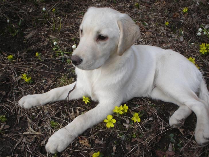 Blanding af racer †Puk† - Et dejligt Forår.s billeder <3 billede 19