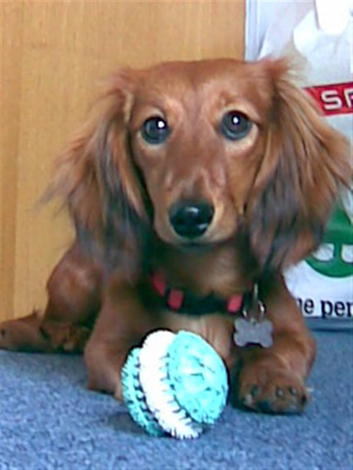 Gravhund Trine billede 1