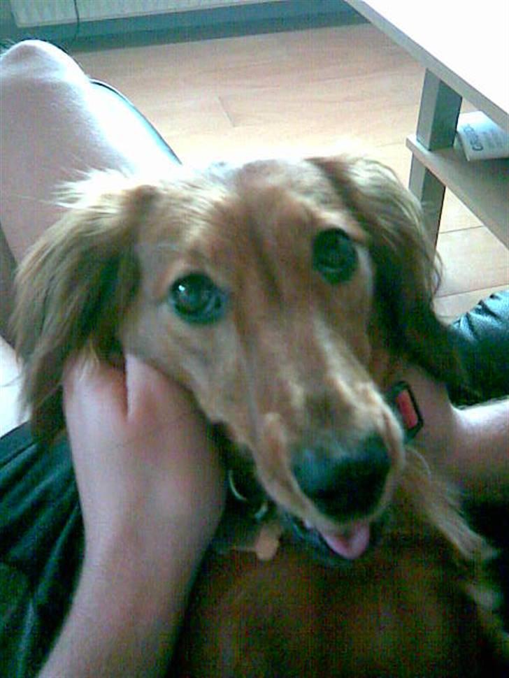 Gravhund Trine billede 2