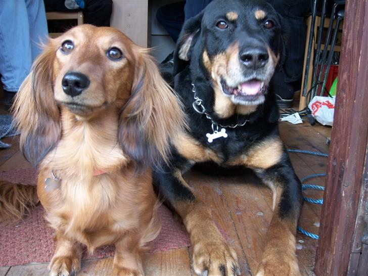 Gravhund Trine billede 3
