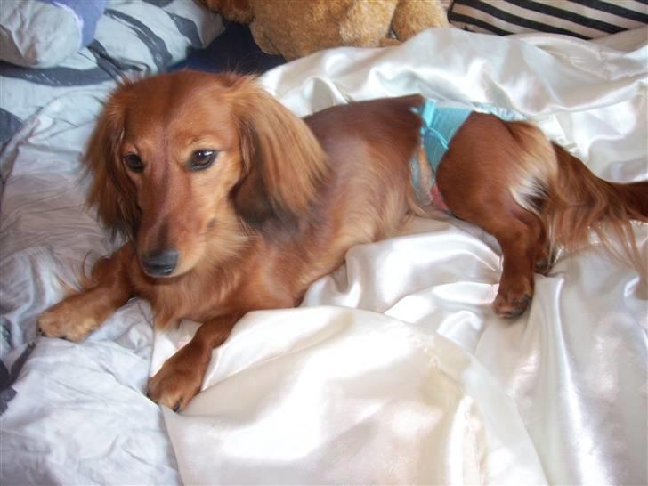 Gravhund Trine billede 4