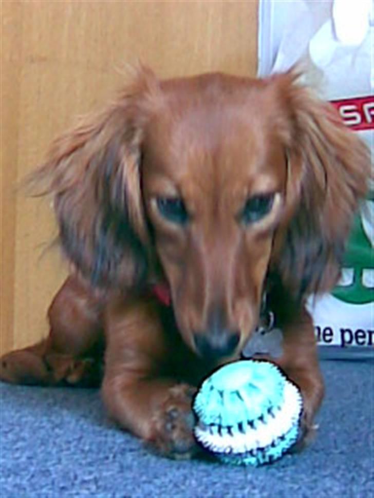 Gravhund Trine billede 5