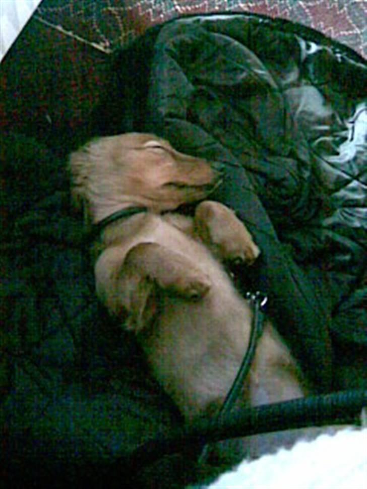 Gravhund Trine billede 6