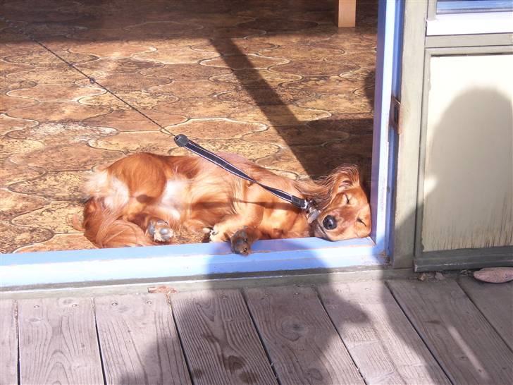 Gravhund Trine billede 7
