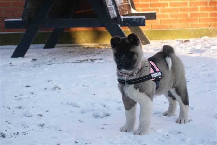 American Akita Zoey<3<3 billede 13