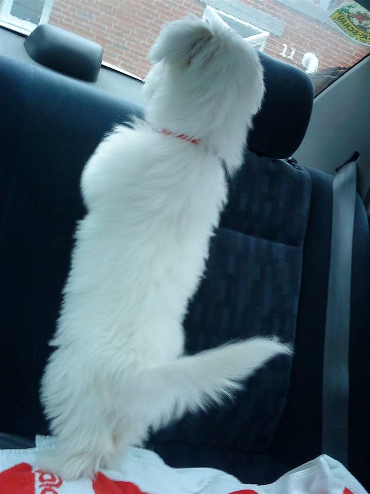 Coton de tulear selma - hvornår kopmmer i kom nu  billede 6