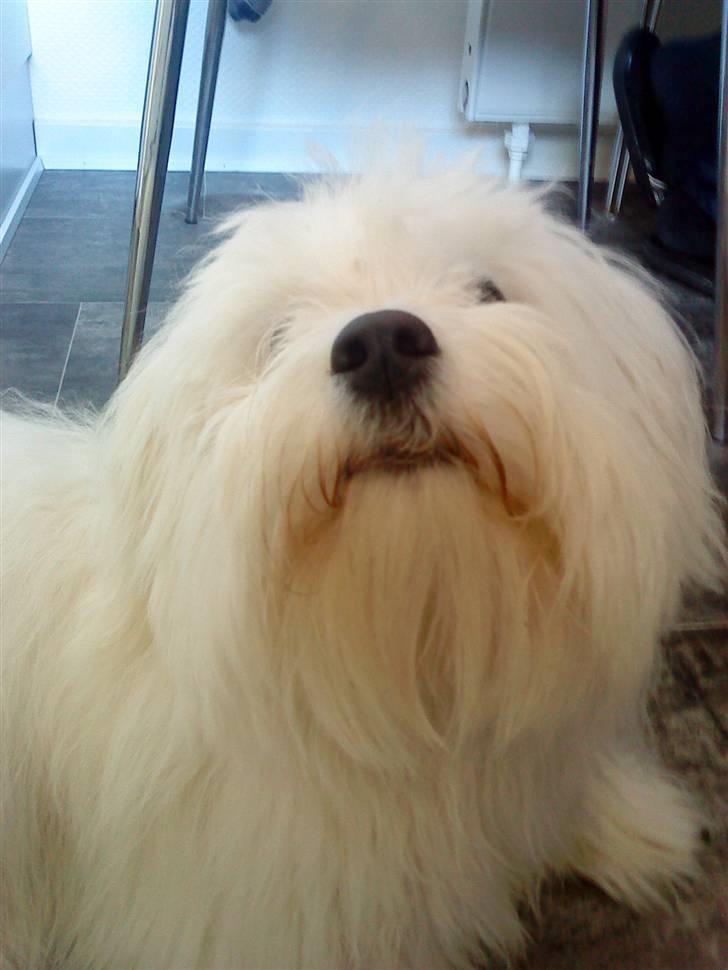 Coton de tulear selma - du dufter sf nået  billede 7