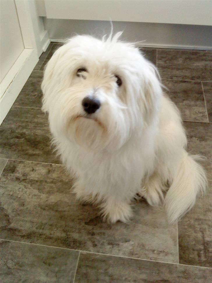 Coton de tulear selma - hva nu alberte billede 8