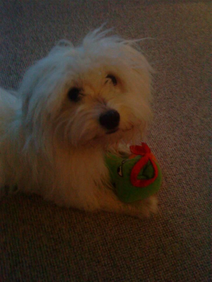 Coton de tulear selma - det er mit lege tøj  billede 9