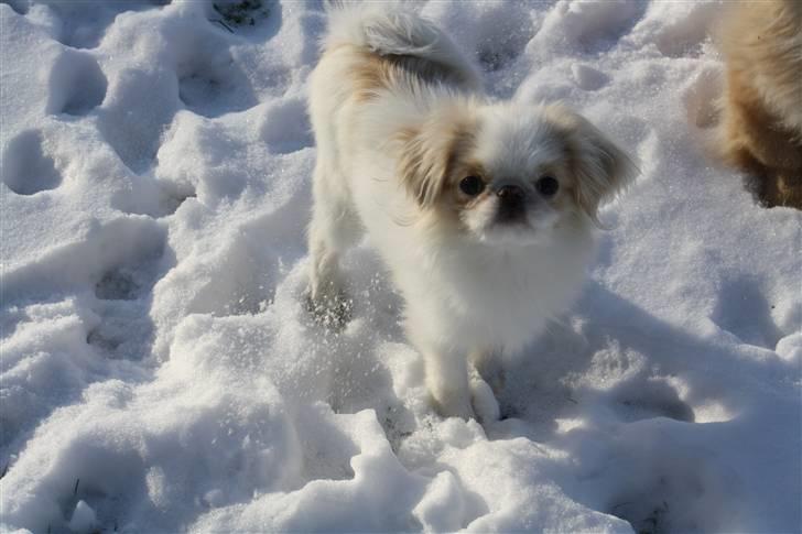 Japanese lille måsen mala - den lille mås i sneen billede 7
