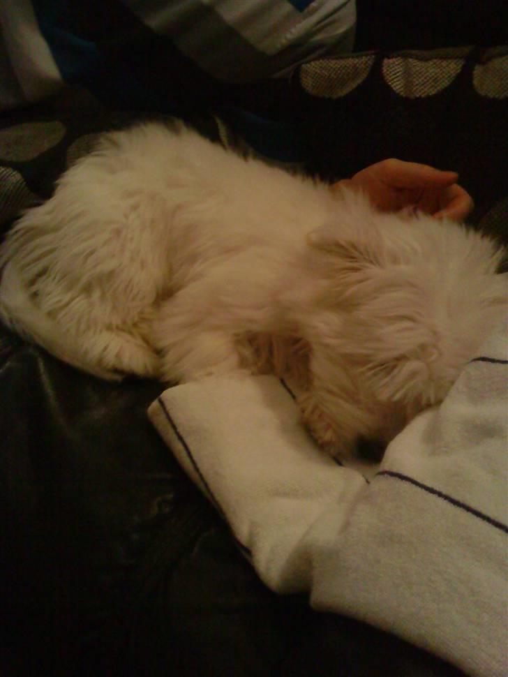 Coton de tulear selma - jeg sover lidt  billede 10