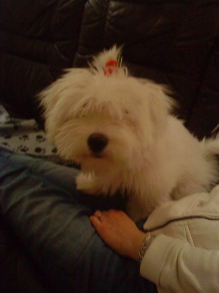 Coton de tulear selma - se er jeg ikke fin  billede 11