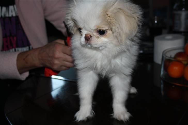 Japanese lille måsen mala - første gang jeg så måsen. der er ikke noget at sige til jeg var helt solgt billede 8