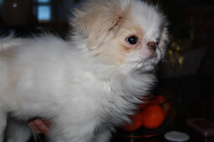 Japanese lille måsen mala billede 9