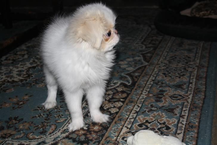 Japanese lille måsen mala billede 10