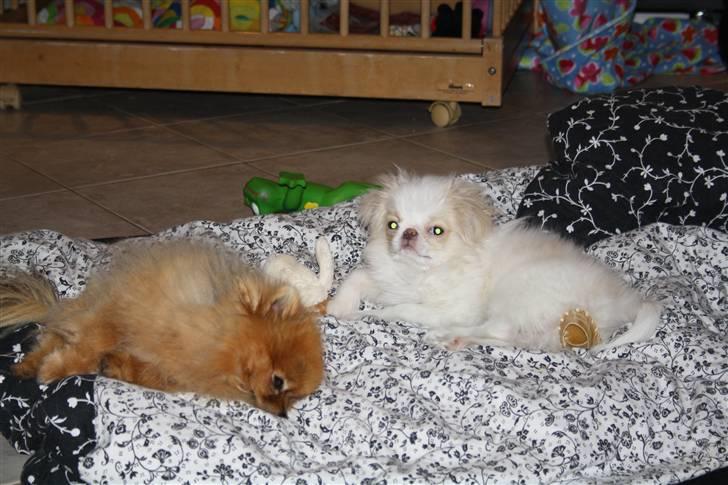 Japanese lille måsen mala billede 11