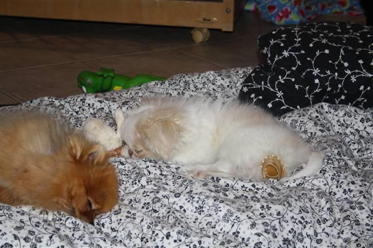 Japanese lille måsen mala billede 12