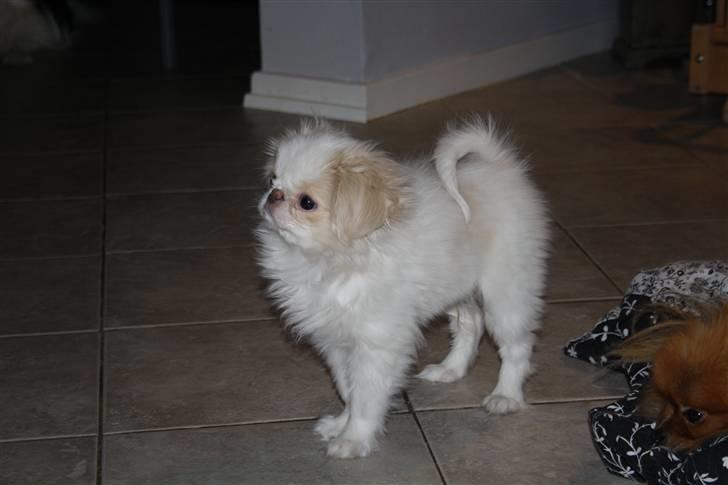 Japanese lille måsen mala billede 13