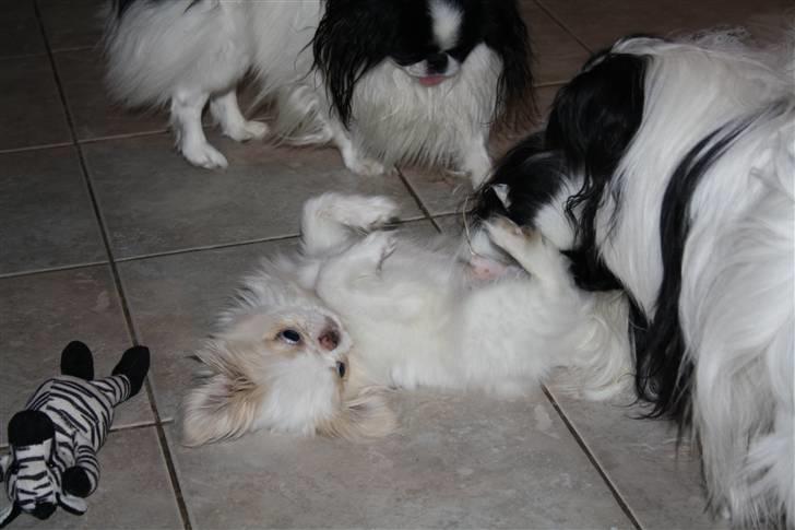 Japanese lille måsen mala billede 14