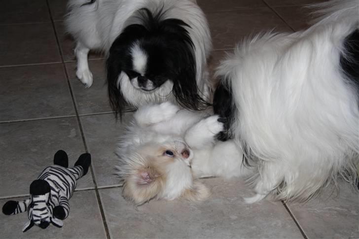 Japanese lille måsen mala billede 15