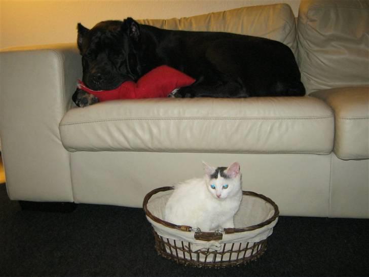 Cane corso Cæsar - 27 december 2010 Cæsar og Sonja billede 1