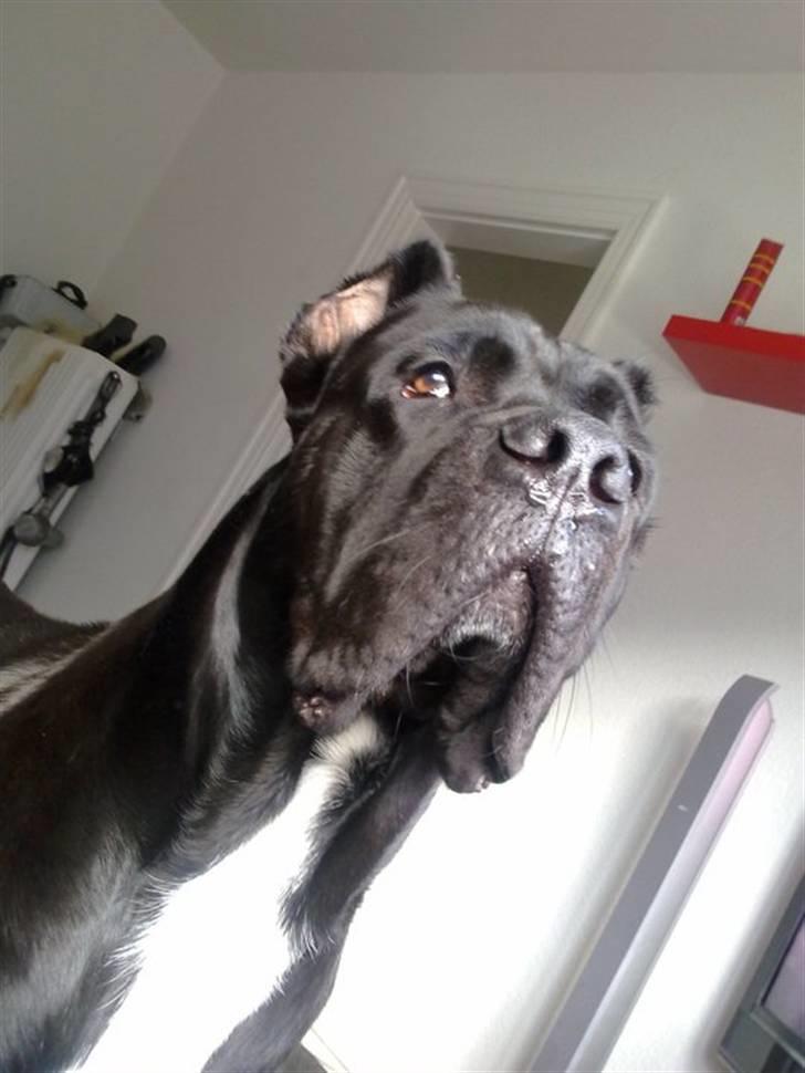 Cane corso Cæsar - sommern 2010 billede 2