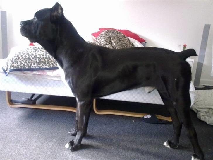 Cane corso Cæsar - Vejarbejde uden for. den larm kan han ikke lide billede 3