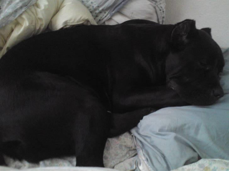 Cane corso Cæsar - Oppe i mor og fars seng  billede 4