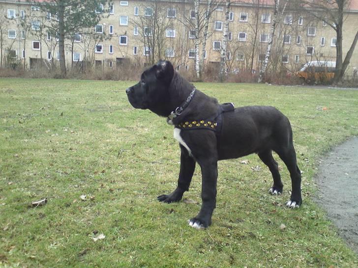 Cane corso Cæsar - foråret 2010 billede 5