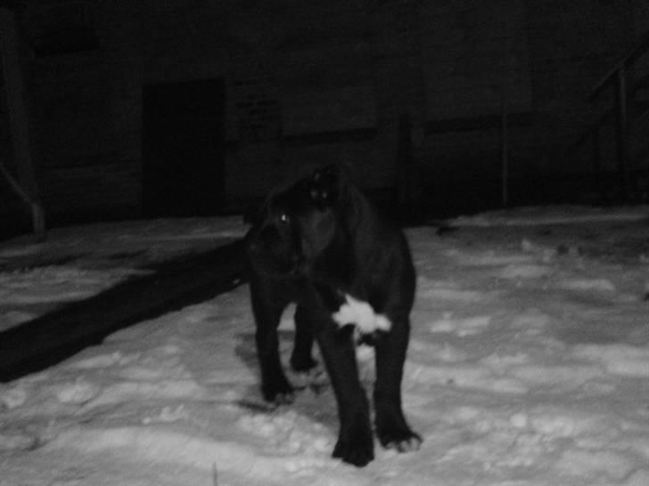 Cane corso Cæsar - det var i januar 2010  billede 6