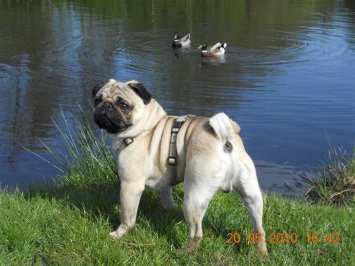 Mops Olsen billede 1