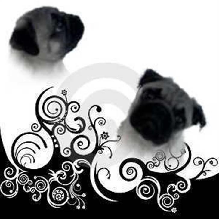 Mops Olsen billede 2