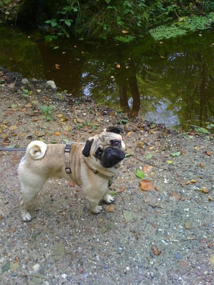 Mops Olsen billede 3