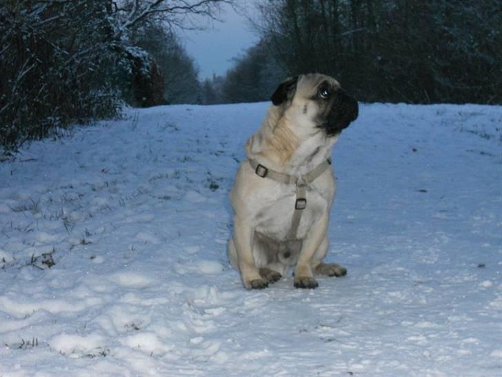 Mops Olsen billede 4