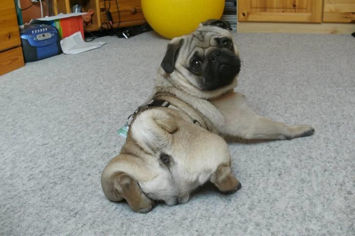 Mops Olsen billede 5